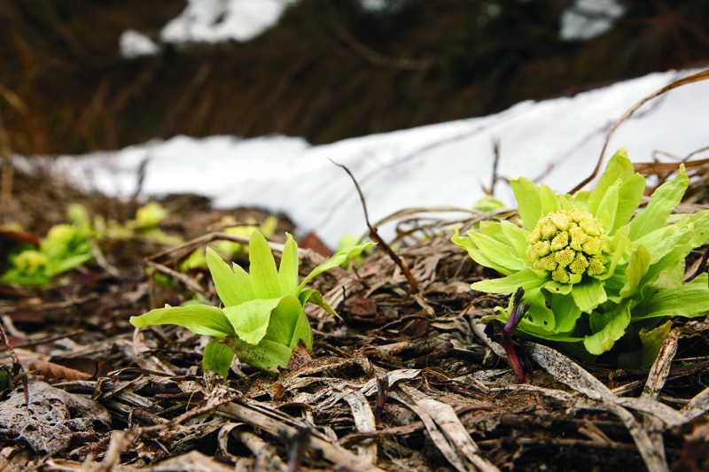 雪の下で育まれた、今や貴重な“天然”の山菜。自然の恵みで免疫力アップ&デトックスしませんか