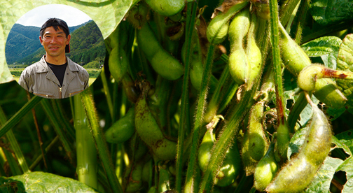 有機栽培で育てた高見さんたちの丹波産黒大豆の枝豆「丹波黒」