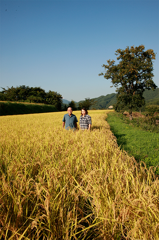 【長野県産コシヒカリ】金賞受賞伊東陽一郎さん作 減農薬・有機質肥料100%のお米