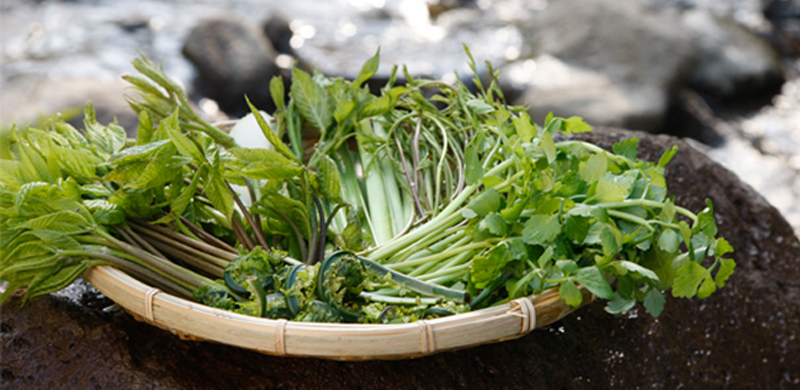 雪の下で育まれた、今や貴重な“天然”の山菜。自然の恵みで免疫力アップ&デトックスしませんか