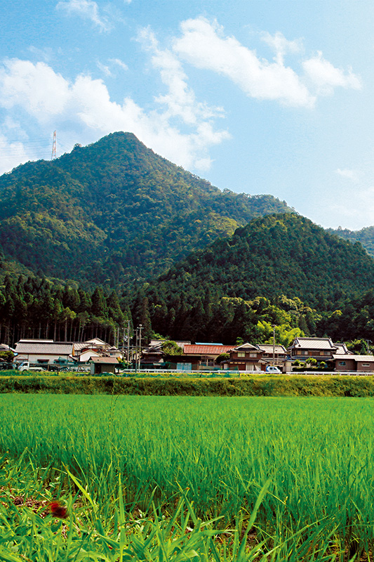 丹波の無農薬栽培コシヒカリ たんたん丹波米