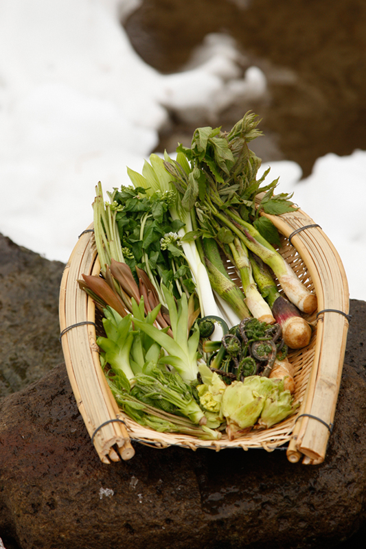 【4月中旬頃発送】雪国・越後の春の恵み「深山の天然山菜セット」