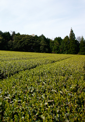 熊本県産　無農薬・無化学肥料栽培「桜野園・一福おとも　ほうじ茶ティーバッグ」