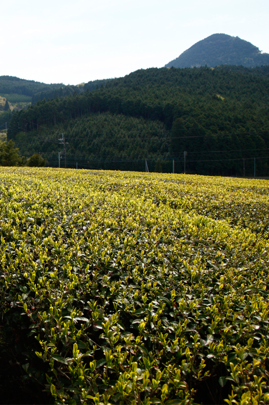 熊本県産　無農薬・無化学肥料栽培「桜野園・一福ほうじ茶」