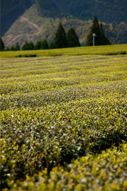 熊本県産　桜野園・桜野煎茶　100g