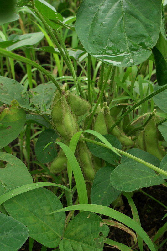 ふくよかな香りと濃厚な旨み甘み!「朝採り新鮮 黒埼茶豆」