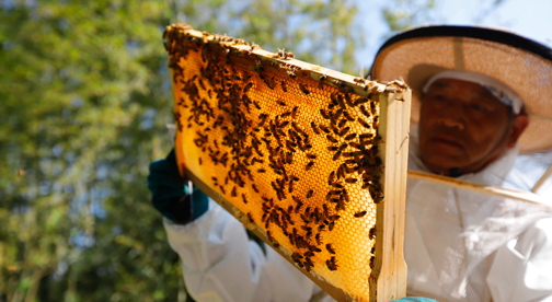 栄養がそのまま生きています!新潟産 本物の天然はちみつ。