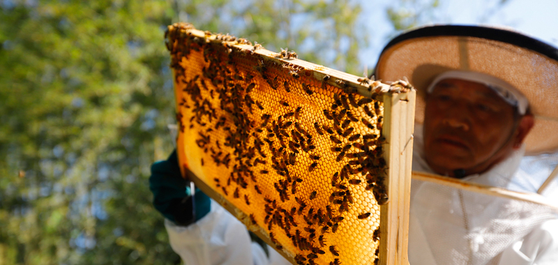 栄養がそのまま生きています!新潟産 本物の天然はちみつ。