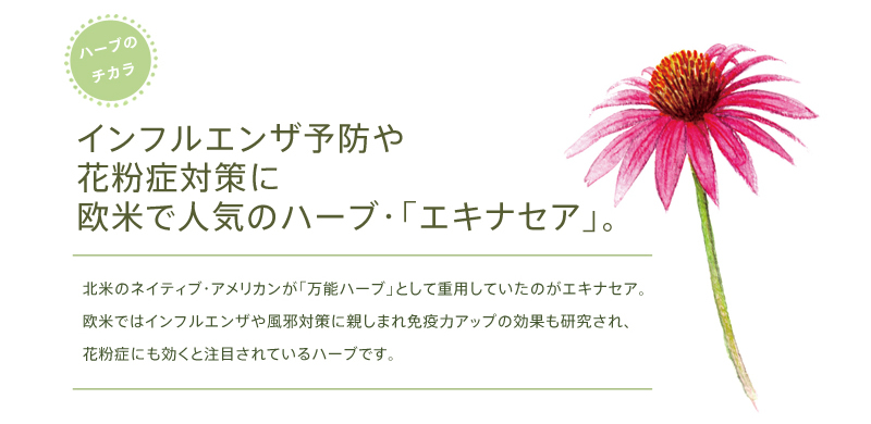 インフルエンザ予防や花粉症対策に欧米で人気のハーブ「エキナセア」