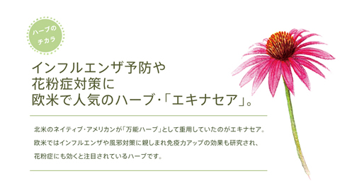 インフルエンザ予防や花粉症対策に欧米で人気のハーブ「エキナセア」