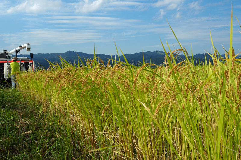 新米発送開始!日本有数の米処。新潟県・南魚沼産の美味しくて安全な「有機・無農薬栽培コシヒカリ」