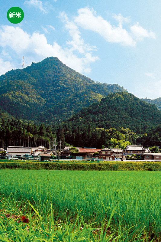 丹波の無農薬栽培コシヒカリ たんたん丹波米
