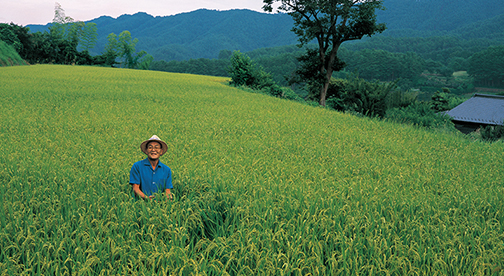 【長野県産コシヒカリ】伊東陽一郎さん作 アイガモ農法のお米