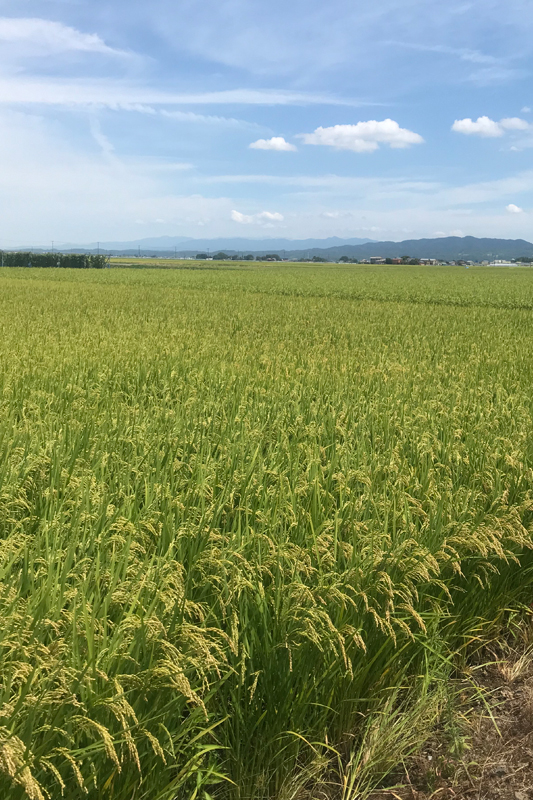 【新潟県産コシヒカリ】中村和雄さん作　減農薬8割減・有機質肥料100%で育てたコシヒカリ