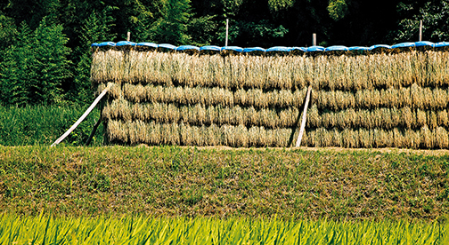 【島根県産コシヒカリ】美味しさニッコニコの特別栽培米 にった仁多米
