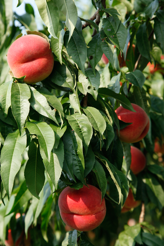 【数量・期間限定】新潟・阿部さんが育てた紅色の人気品種「朝採りの桃 なつっこ」 2kg｜自遊人オーガニック・エクスプレス