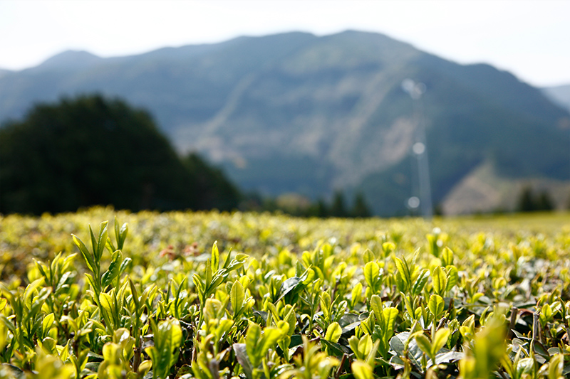 熊本県産 桜野園・ひいじいちゃんが植えたむかし茶　80g
