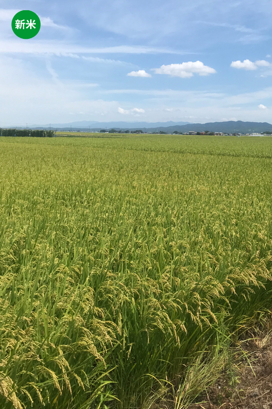 【新潟県産コシヒカリ】中村和雄さん作　減農薬8割減・有機質肥料100%で育てたコシヒカリ