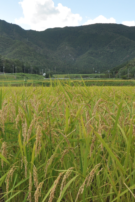丹波の減農薬・有機質肥料100%さつき米