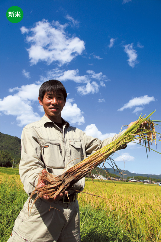 【兵庫県産コシヒカリ】高見康彦さん作　無農薬で栽培したコシヒカリ